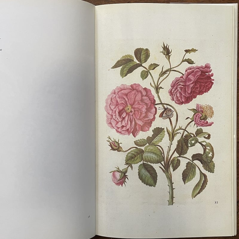 NEUES BLUMENBUCH」Maria Sibylla Merian | Frober