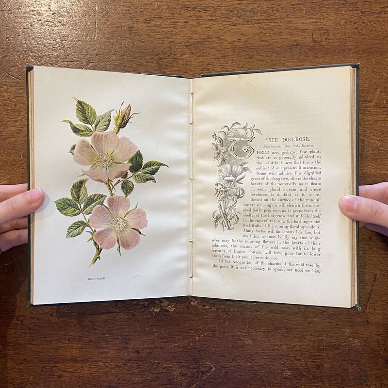 FAMILIAR WILD FLOWERS Ⅲ（1900年頃）」F. Edward Hulm