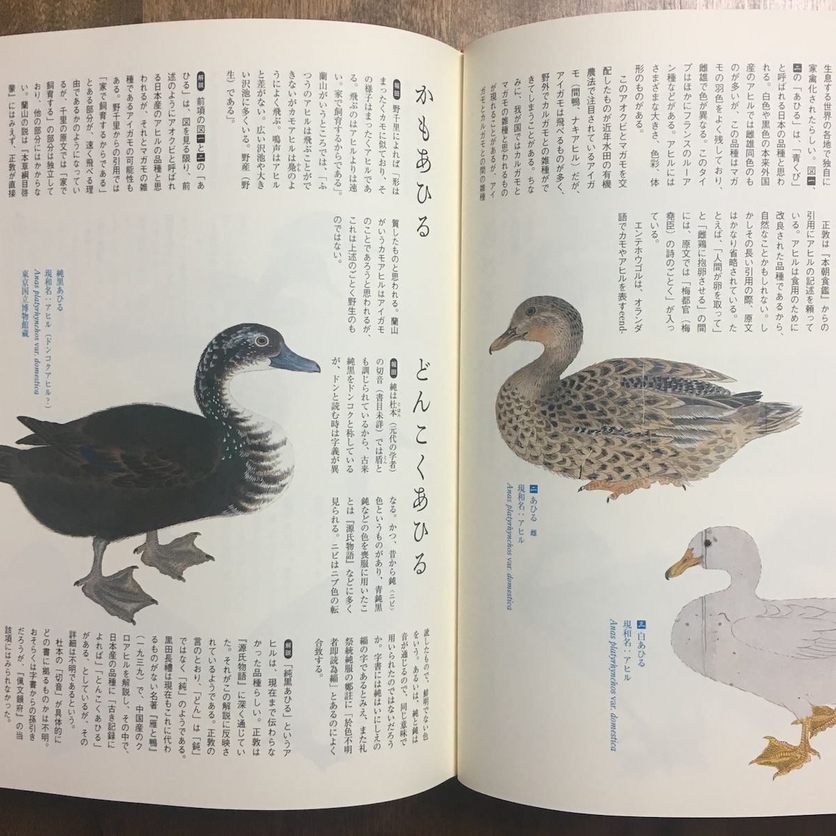 江戸鳥類大図鑑 よみがえる江戸鳥学の精華『観文禽譜』」堀田正敦 鈴木