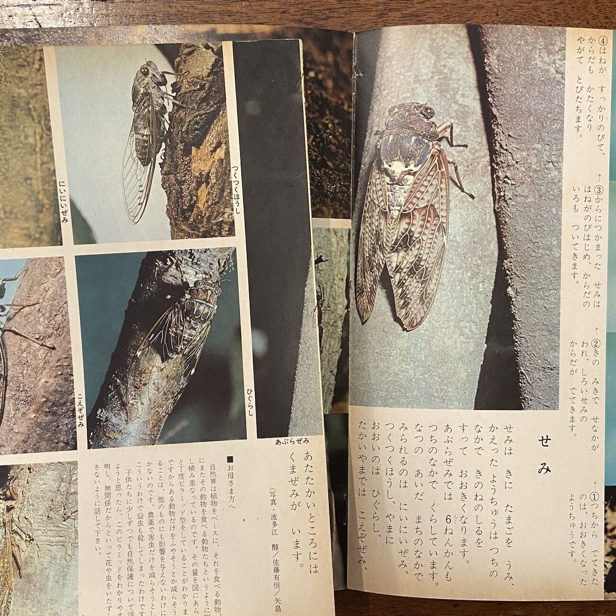 真作】堀江春斎/満山紅葉図/秋景山村図/大原女図/掛軸/名家伝来/