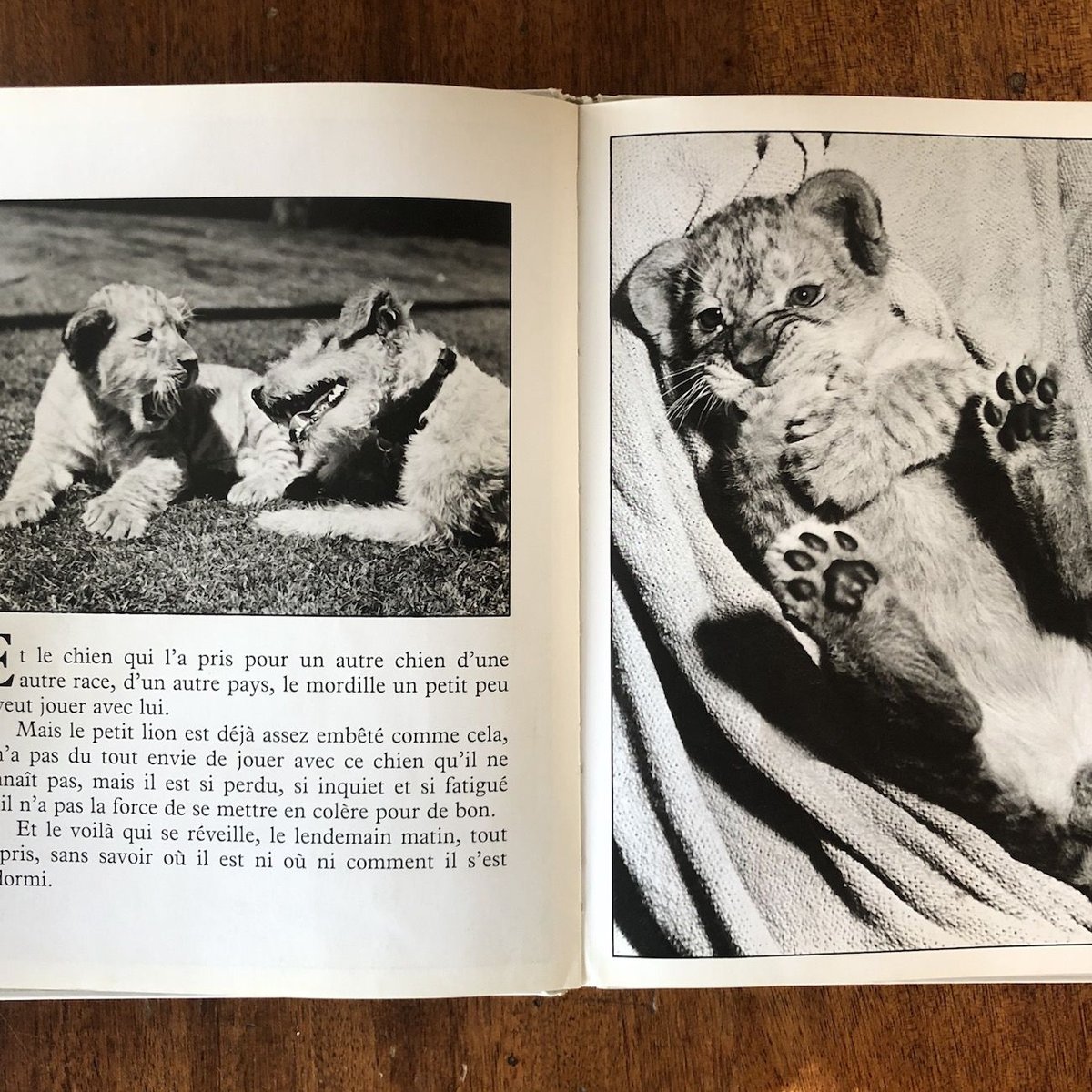 LE PETIT LION」Jacques Prevert（ジャック・プレヴェール） Yll