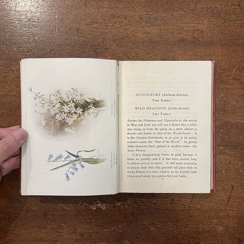 A FIRST BOOK OF WILD FLOWERS（1916年版）」M・M・Ranki