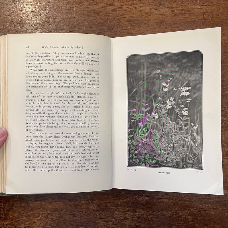 Wild Flowers Month by Month in their natural h