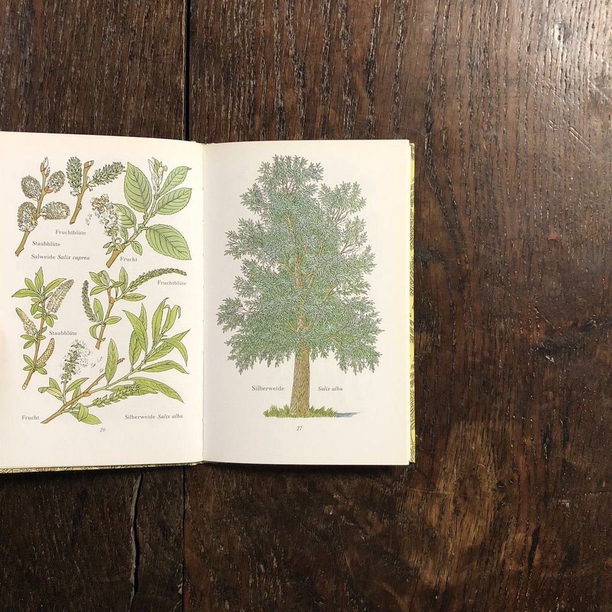 Das kleine Baumbuch（「木の小さな本」インゼル文庫 No.316）」 |