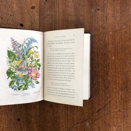 「ENGLISH WILD FLOWERS」J. T. Burgess