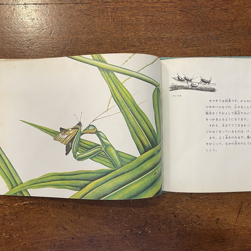 かまきり おおかまきりの一生」得田之久 | Frobergue online store