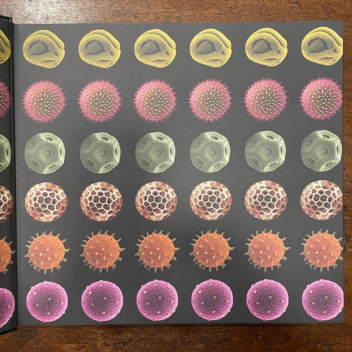 世界で一番美しい花粉図鑑 ヨドバシ.com - 世界で一番美しい花粉図鑑 [単行本] 通販【全品