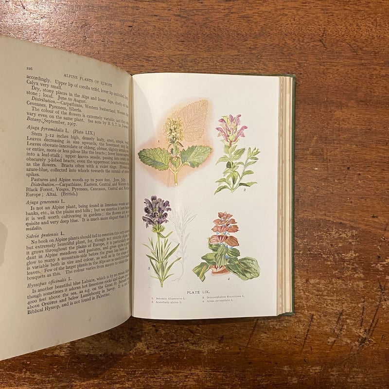 Alpine Plants of Europe Sixty-Four Coloured Pl