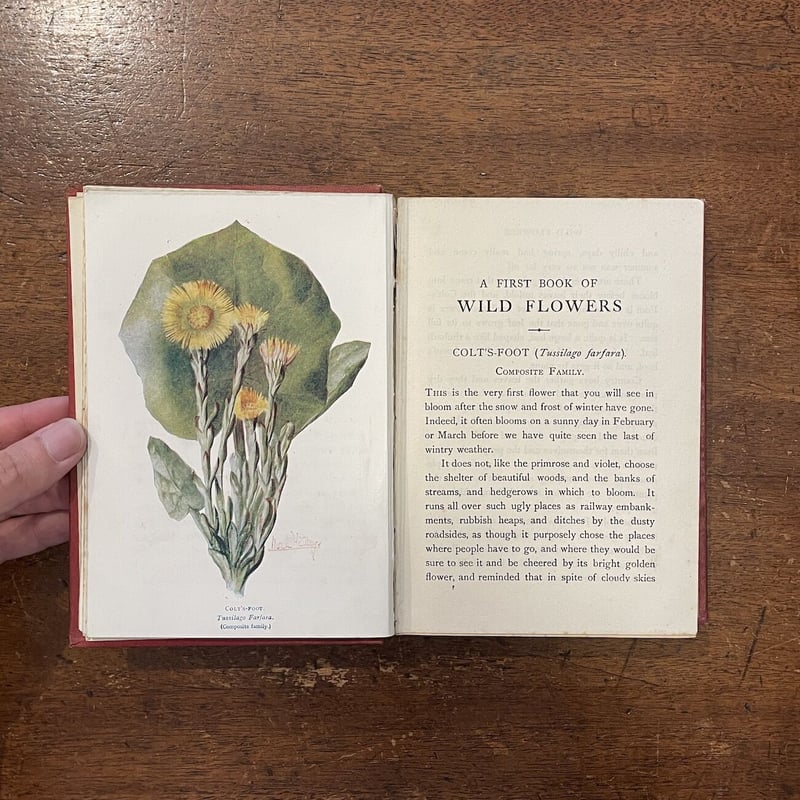 A FIRST BOOK OF WILD FLOWERS（1916年版）」M・M・Ranki