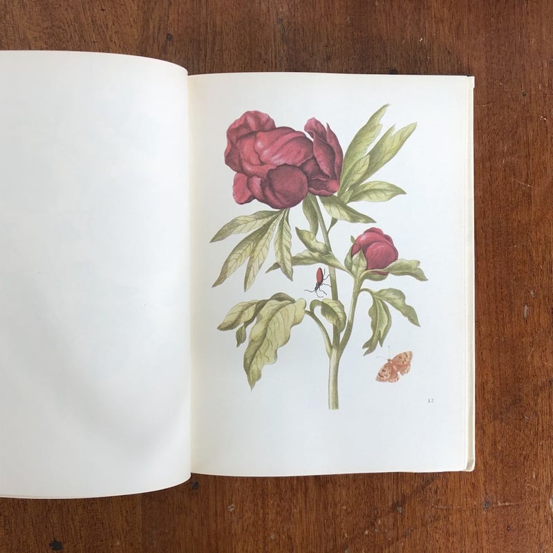 NEUES BLUMENBUCH」Maria Sibylla Merian | Frober