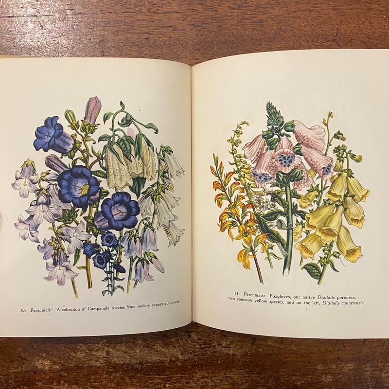 Garden Flowers（1948年）」Jane Loudon Robert Gatho