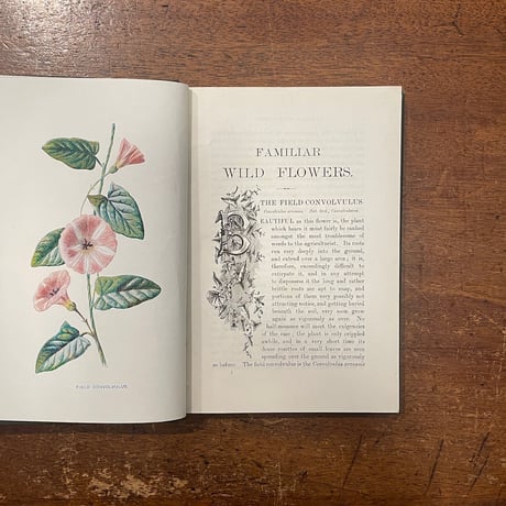 「FAMILIAR WILD FLOWERS 1（1900年頃）」F. Edward Hulme