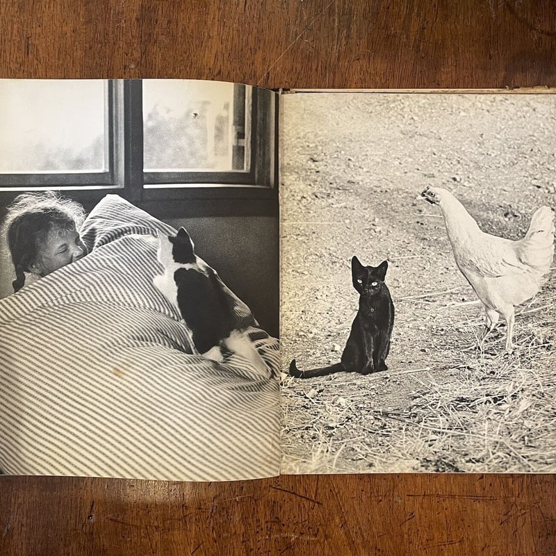 CATS HANNS REICH フォトグラファーによる猫の写真を集めた作品集 古書古本 dessin: CATS（Hanns Reich, Eugen Skasa-Weiss, Hill