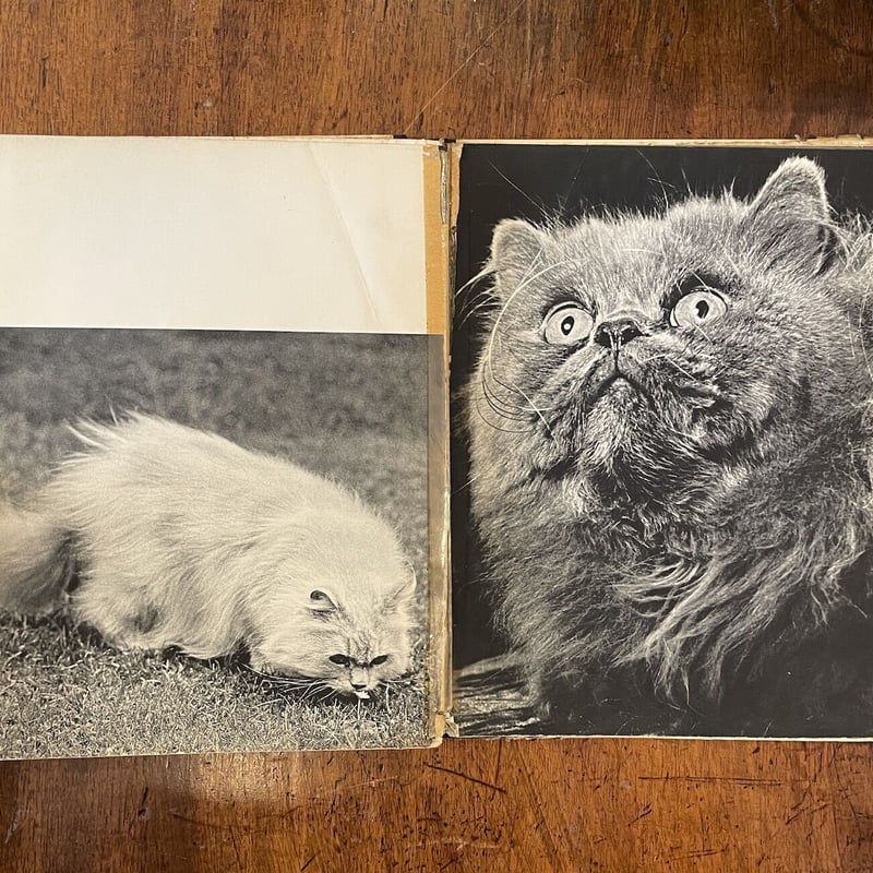 CATS HANNS REICH フォトグラファーによる猫の写真を集めた作品集 古書古本 dessin: CATS（Hanns Reich, Eugen Skasa-Weiss, Hill