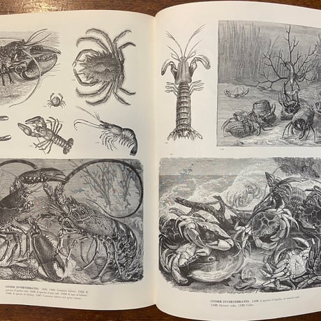 「ANIMALS：1419 Copyright-Free Illustrations」Jim Harter