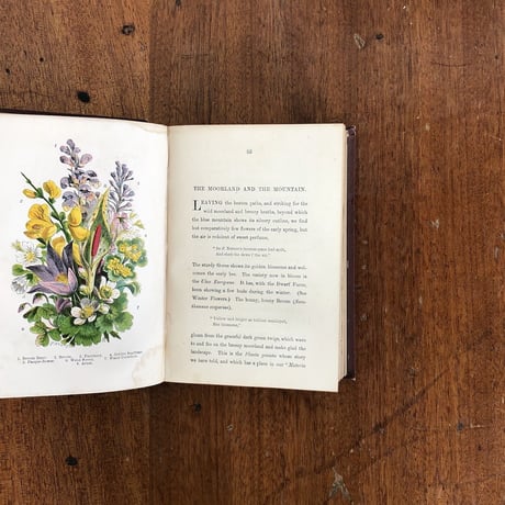 「ENGLISH WILD FLOWERS」J. T. Burgess