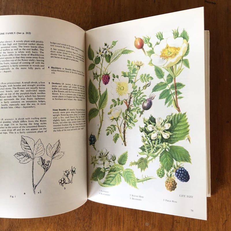 The Oxford Book of Wild Flowers」B.E.Nicholson