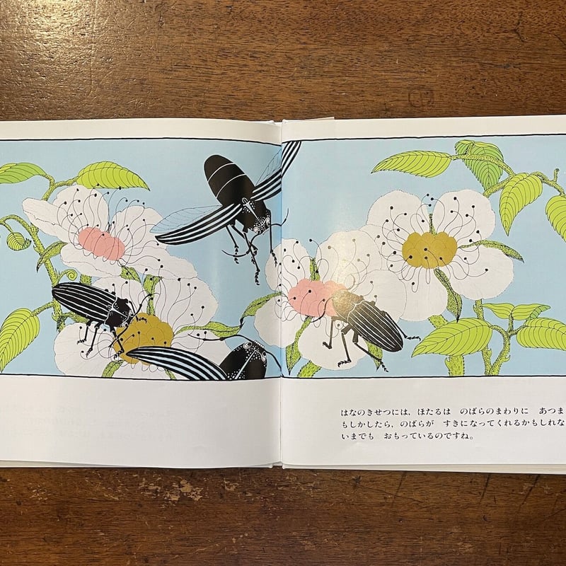 ほたるとのばら（ベネズエラの民話）」ヴェロニカ・ウリベ 文 アメリエ