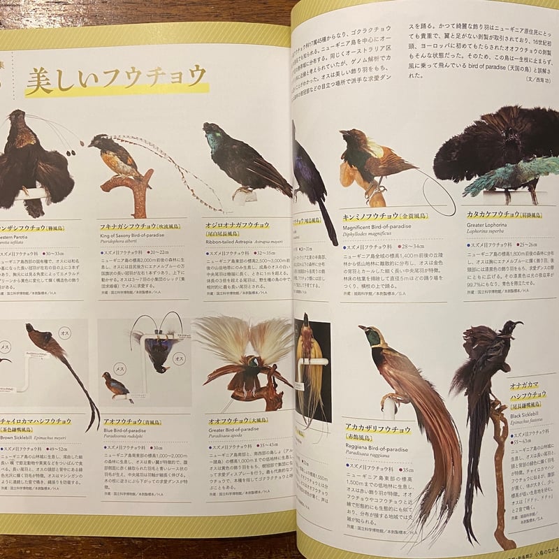 染付け鳥図 特別展鳥 ゲノム解析が解き明かす新しい鳥類の系統 図録」 | Frobergue