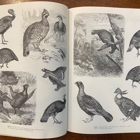 「ANIMALS：1419 Copyright-Free Illustrations」Jim Harter