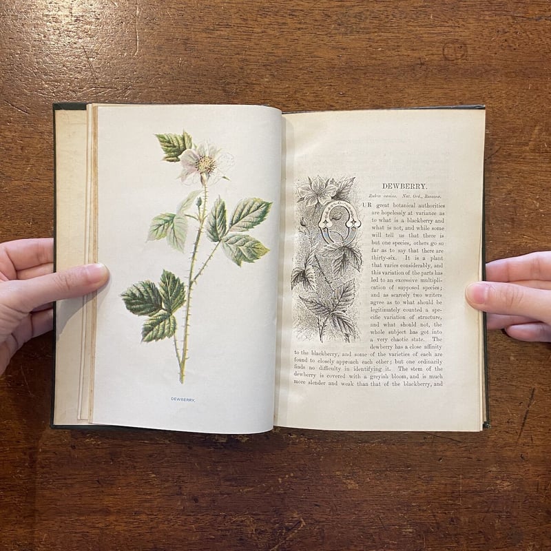 FAMILIAR WILD FLOWERS Ⅲ（1900年頃）」F. Edward Hulm