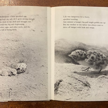 「Look at a GULL」Dare Wright