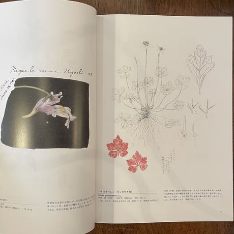 「牧野富太郎植物画集」