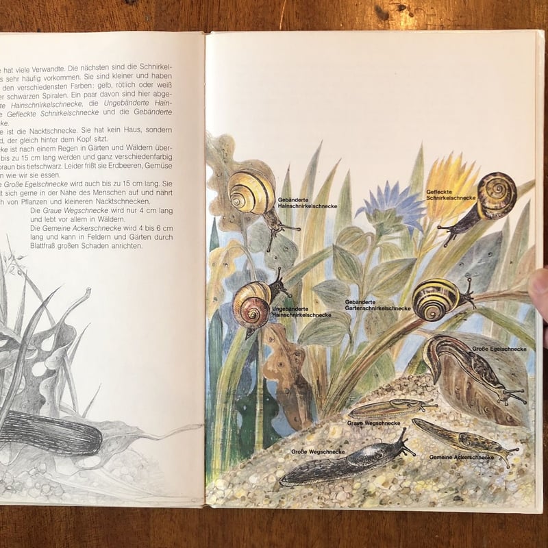 DIE WELT DER SCHNECKEN」Gerhard Oberlander（ゲルハル