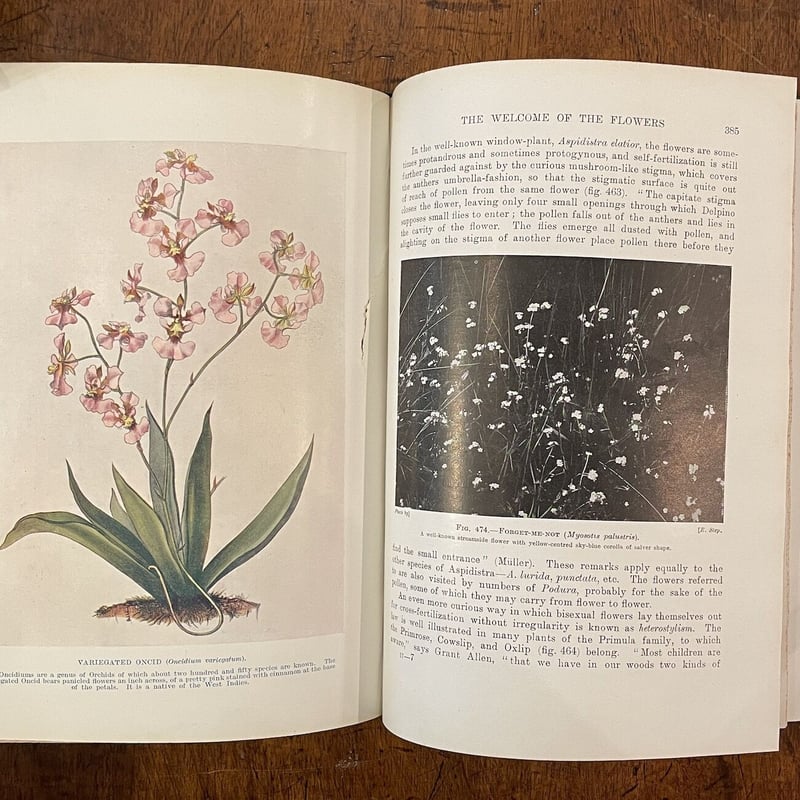 HUTCHINSON'S POPULAR BOTANY（1930年頃）」A.E. Knigh