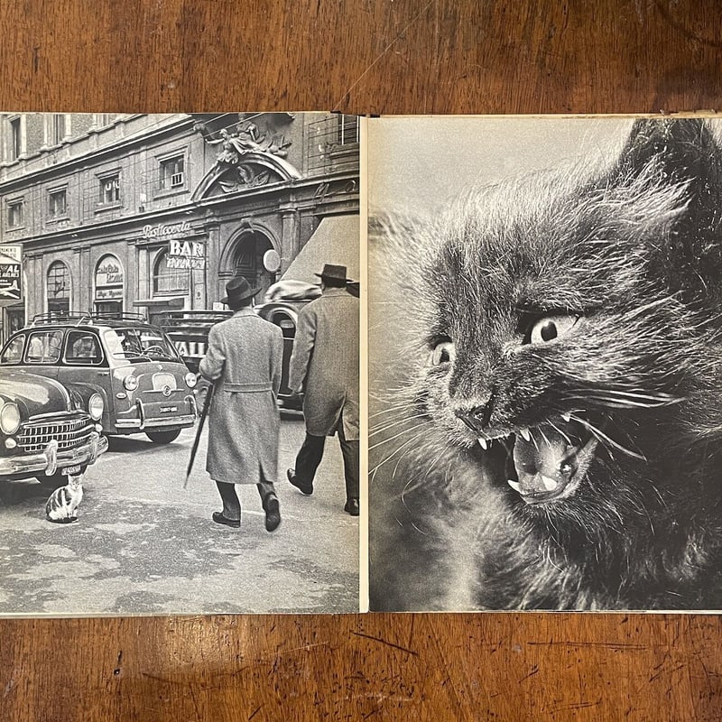 CATS」Hanns Reich Ylla（イーラ）／Jan Styczynski 他多数