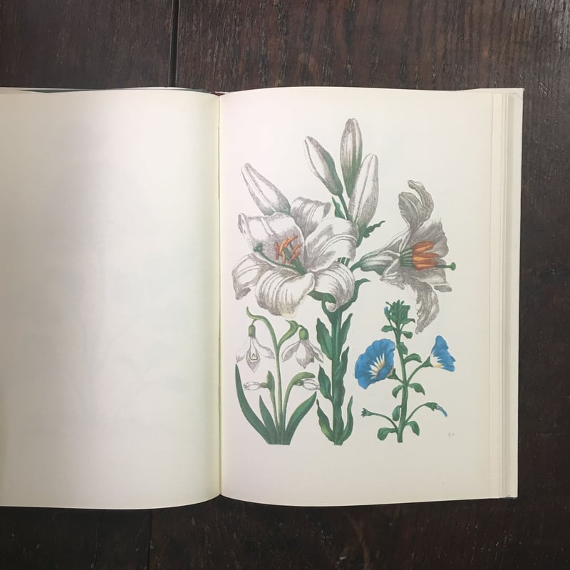 NEUES BLUMENBUCH」Maria Sibylla Merian | Frober