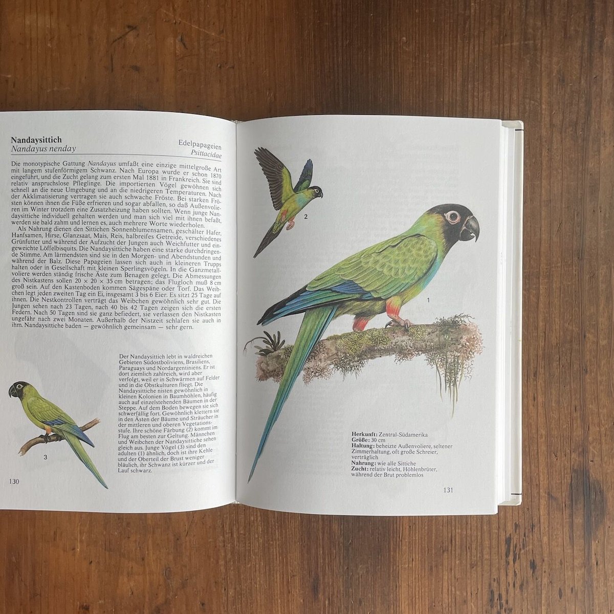 ZIERVOGEL」Jaromir & Libuse Knotek | Frobergue