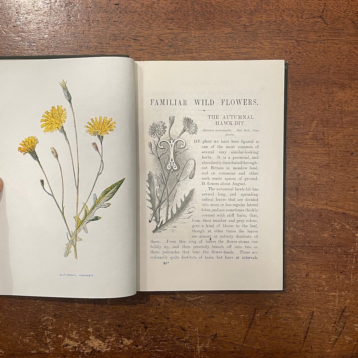 洋書古書 希少 Familiar Wild Flowers アンティーク植物図鑑