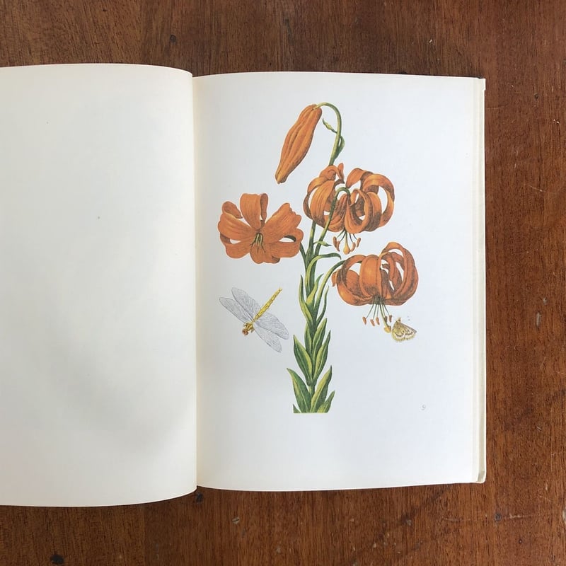 NEUES BLUMENBUCH」Maria Sibylla Merian | Frober