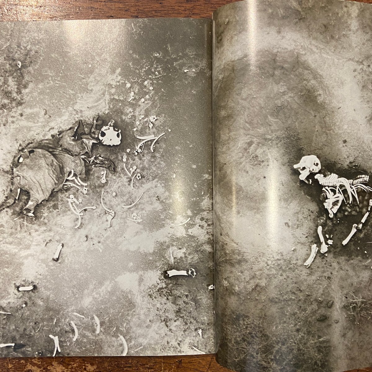 【The End of The Game】ピーター・ビアード1965年初版発行 古書古本 Totodo: Peter Beard: THE END OF THE GAME（ピーター