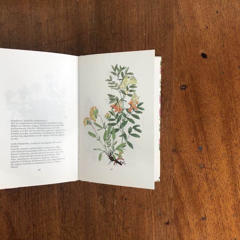 Alpenblumen im Fruhling（インゼル文庫 No.1142）」Josef