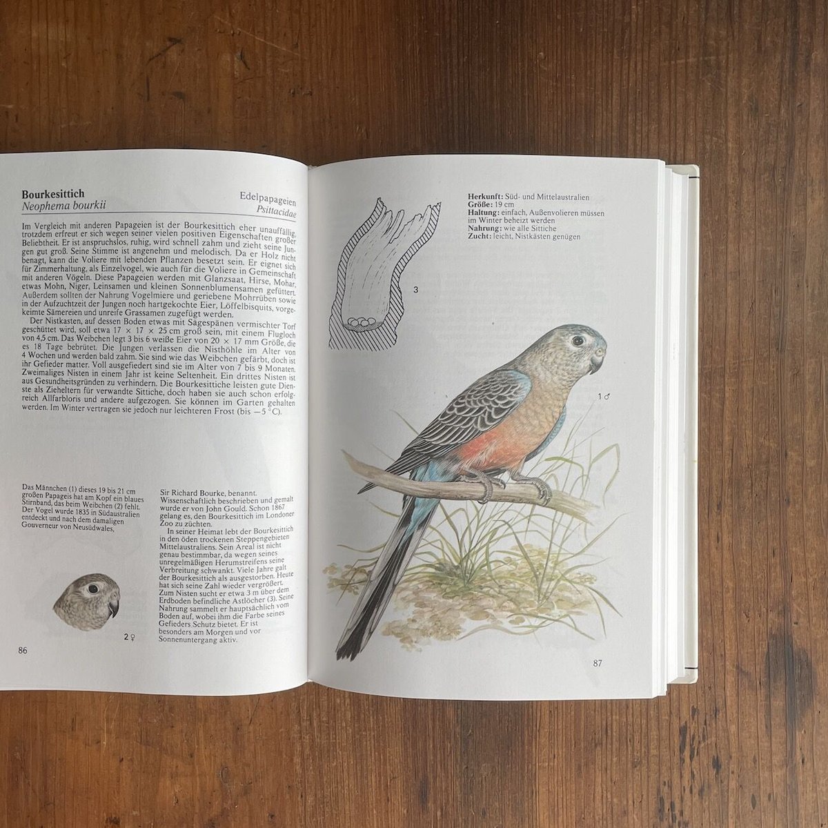 ZIERVOGEL」Jaromir & Libuse Knotek | Frobergue