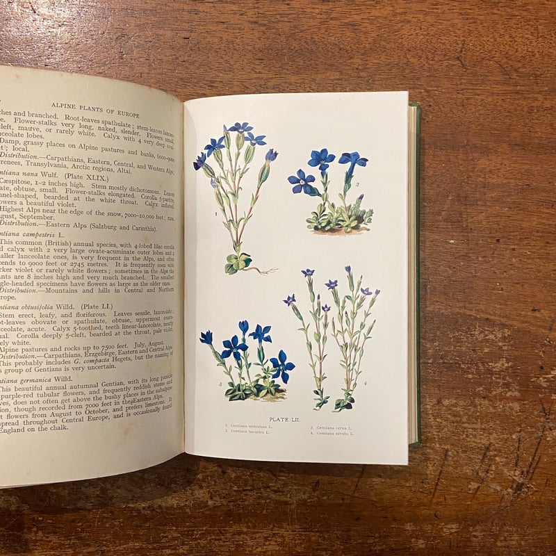 Alpine Plants of Europe Sixty-Four Coloured Pl