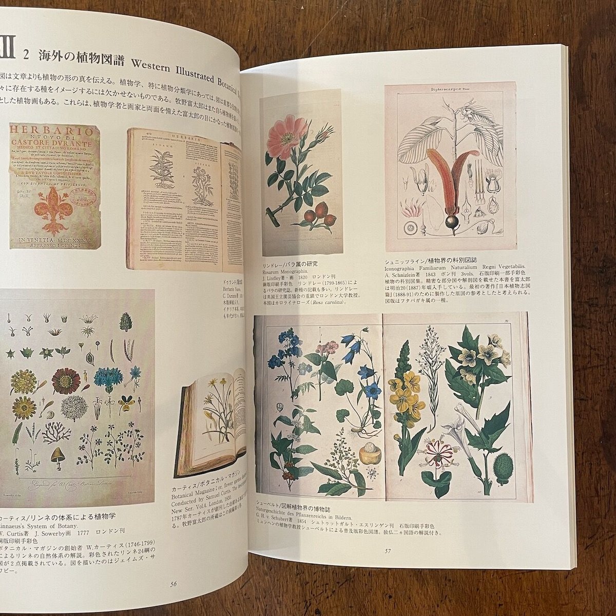 掘り出し物‼️】朝日百科 植物の世界 全15冊 ＜上製本＞ Amazon