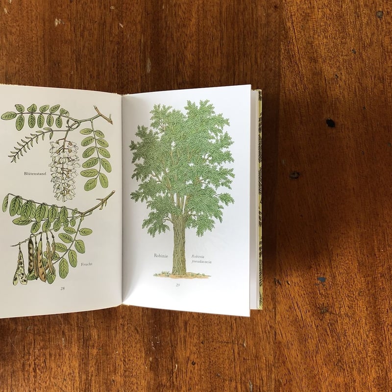 Das kleine Baumbuch（「木の小さな本」インゼル文庫 No.316）」 |