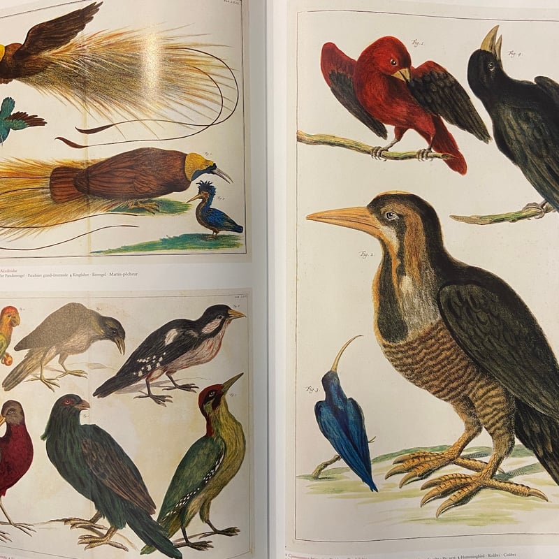 Cabinet of Natural Curiosities：The Complete Pl