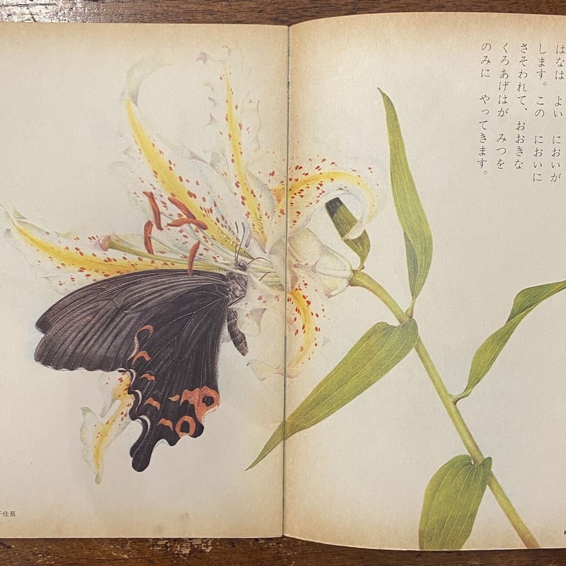 矢島稔「わたしの昆虫記」/偕成社（単行本） 矢島稔「わたしの昆虫記」/偕成社（単行本） 矢島稔 - 偕成社