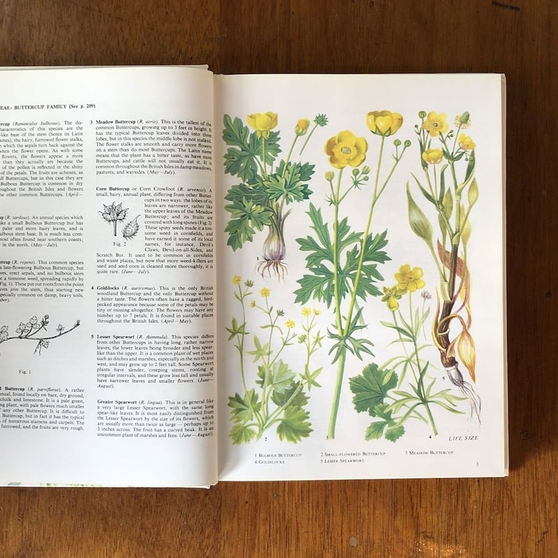 The Oxford Book of Wild Flowers」B.E.Nicholson