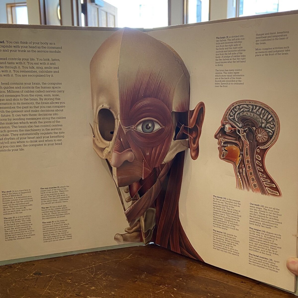 ヴィンテージ飛び出す絵本　人間の体　The Human Body THE HUMAN BODY」Jonathan Miller David Pelham Ha
