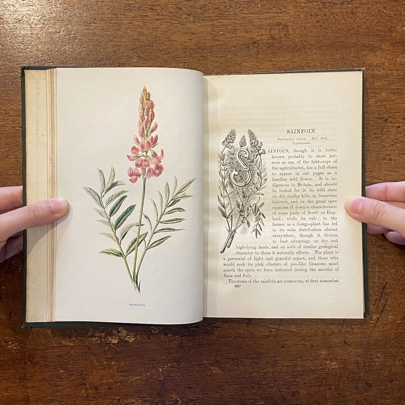 FAMILIAR WILD FLOWERS Ⅳ（1900年頃）」F. Edward Hulm