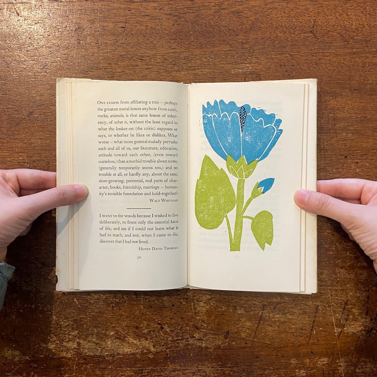 Nature Thoughts：A Selection」Louise Bachelder E