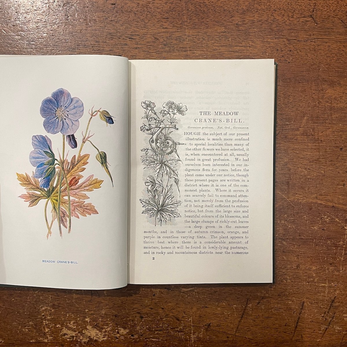 FAMILIAR WILD FLOWERS 1（1900年頃）」F. Edward Hulm