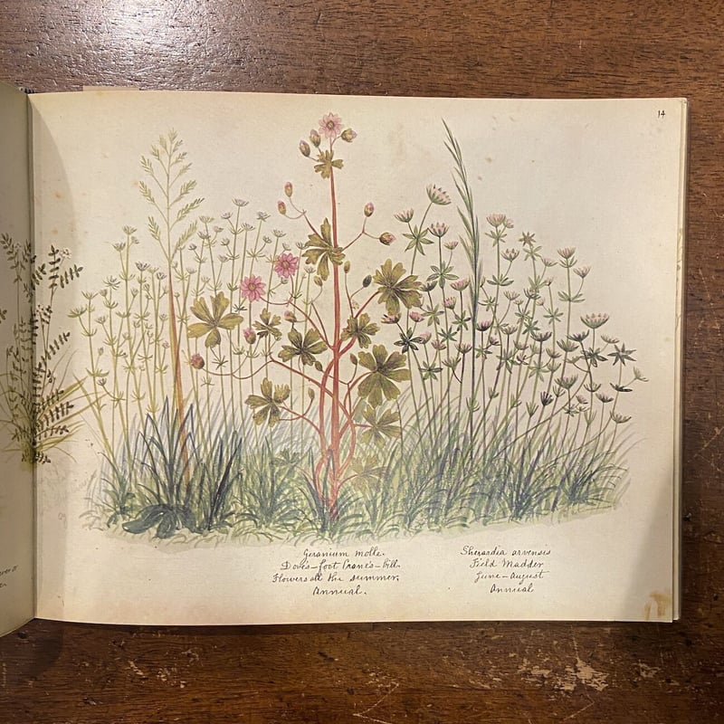 超希少 1876年 アンティーク WILD FLOWERS 手彩色 大型本 超希少 1876年 アンティーク WILD FLOWERS 手彩色 大型本