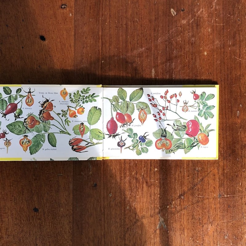 Roses（THE ODYSSEY LIBRARY）」Anne Ophelia Dowden