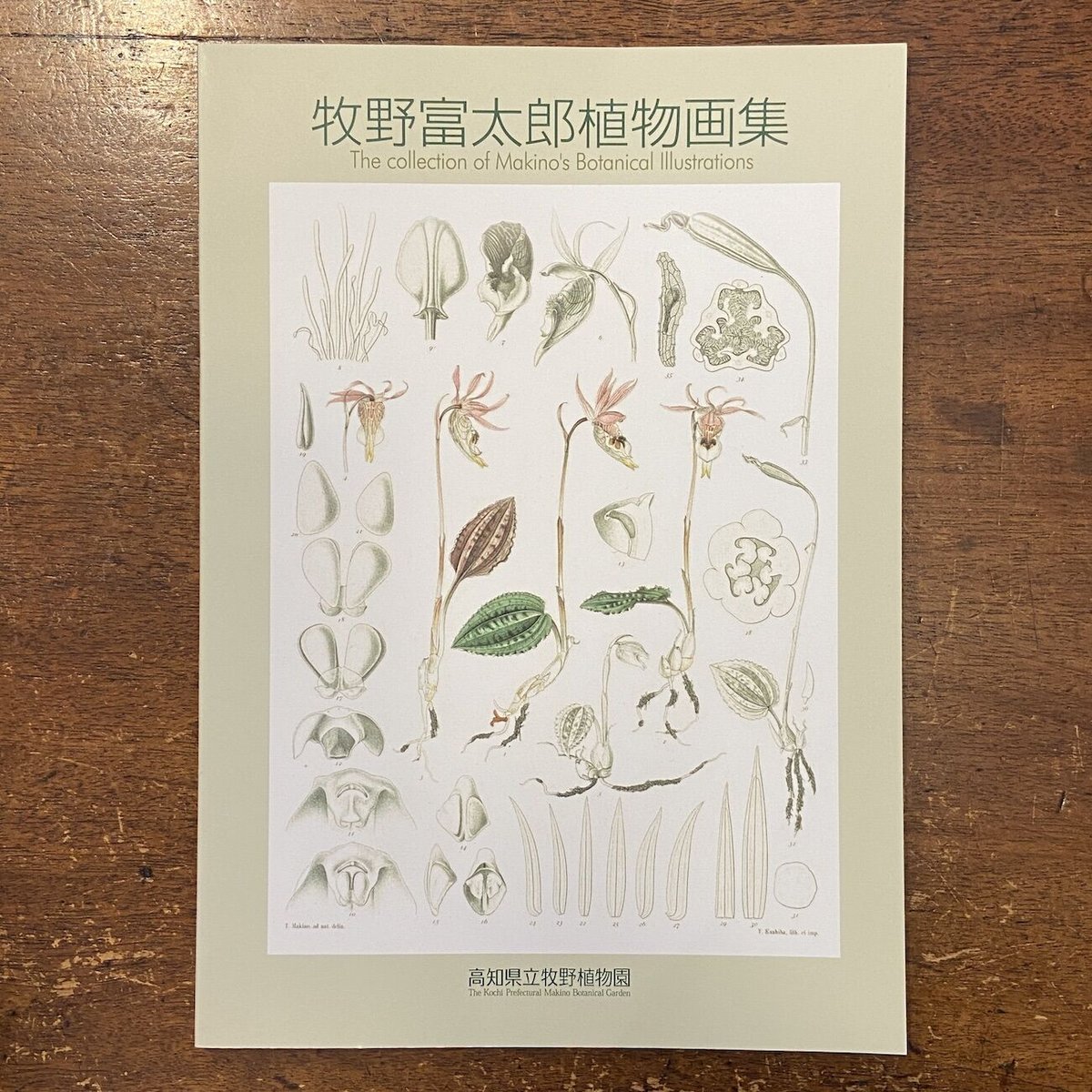 牧野富太郎植物画集」 | Frobergue online store 牧野富太郎植物画集」 | Frobergue online store